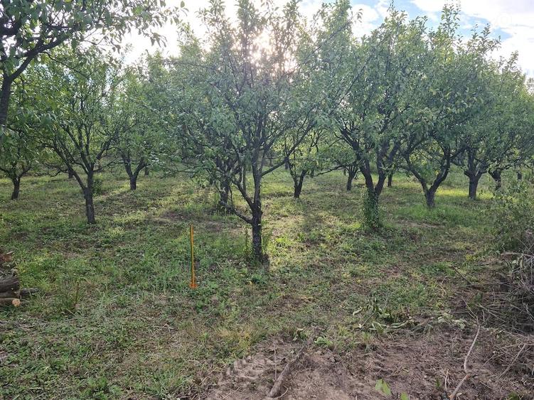 teren intravilan cu livada de pruni viile satu mare - 1