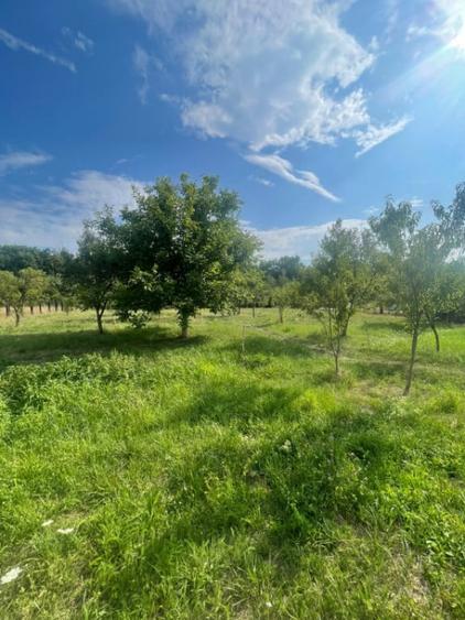 Teren de 2500 mp, în Tăuții de Sus