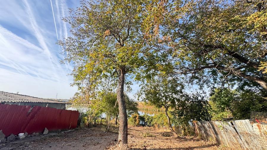 Teren Construcții intravilan de 1333 mp, în Moara Vlăsiei