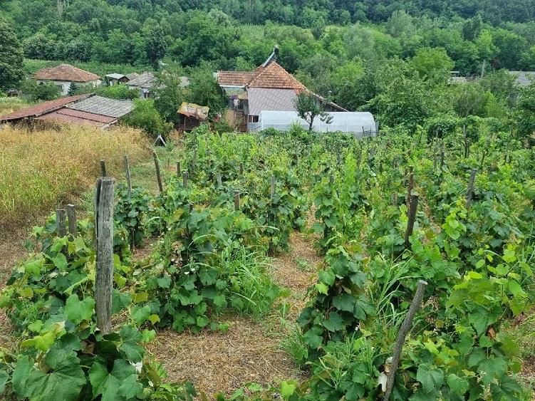 Casă cu 3 camere cu Teren 4300 Mp în Ionești