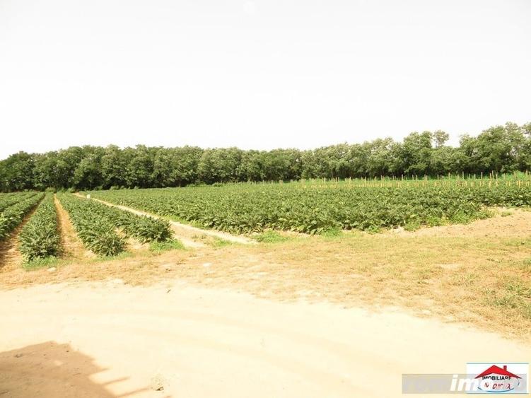 Casă cu 4 camere cu Teren 43000 Mp în Livada