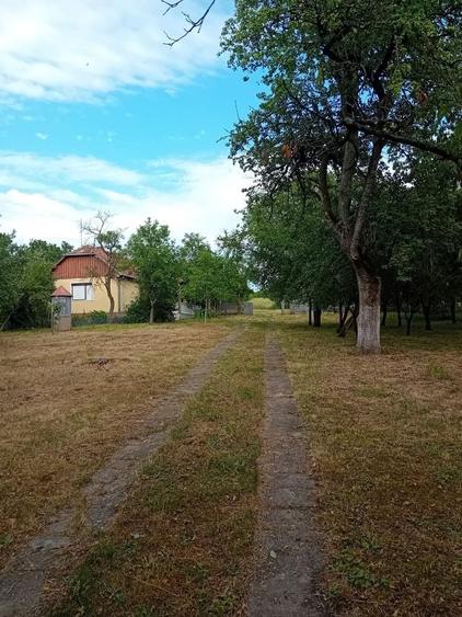 Teren intravilan 68 Ari cu Casa 80 mp Viile Satu Mare - 7