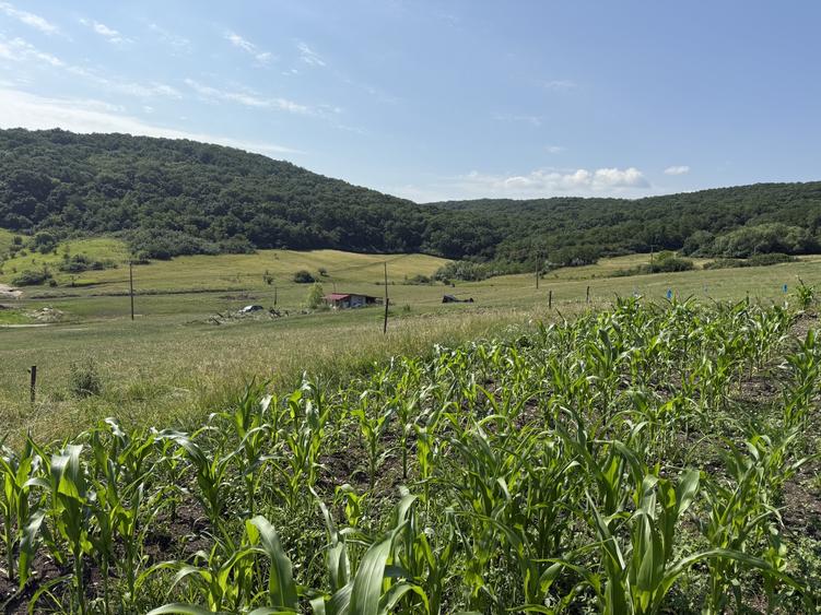 Teren Construcții intravilan de 5800 mp, în Dezmir