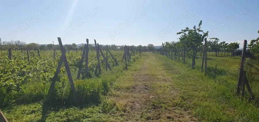 Teren de 2000 mp, în Dumbrăveni