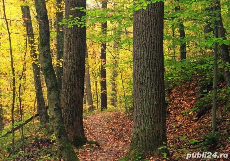 Teren de 10000 mp, în Breaza