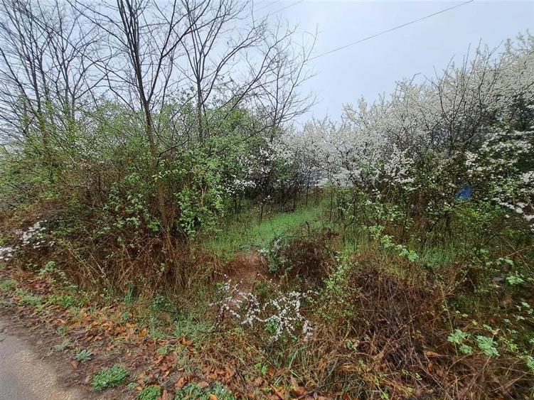 Teren intravilan de 10900 mp, în Ghenetea