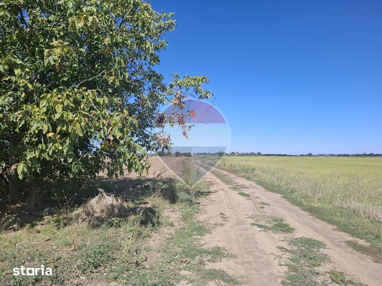 Vanzare teren extravilan 5.000mp - Pantelimon - 1
