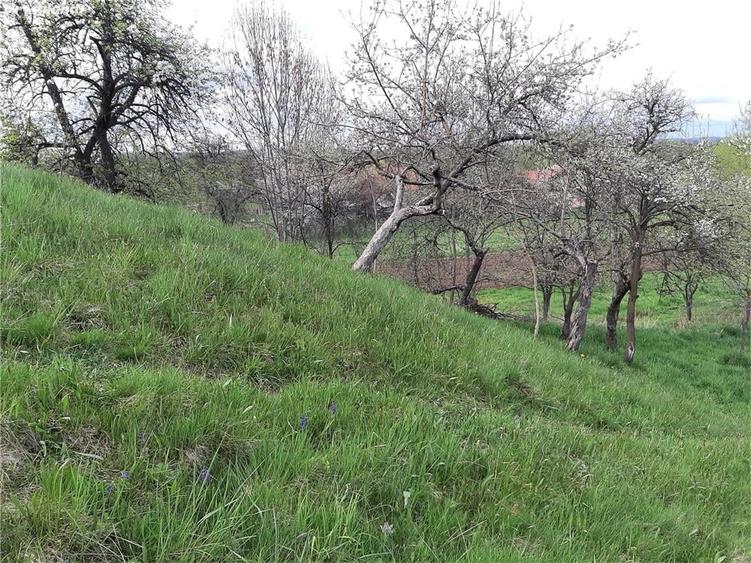 Teren de 1017 mp, în Arpașu de Sus