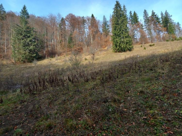 Teren intravilan de 22200 mp, în Lepșa