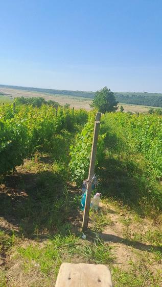 Teren de 2905 mp, în Periferie