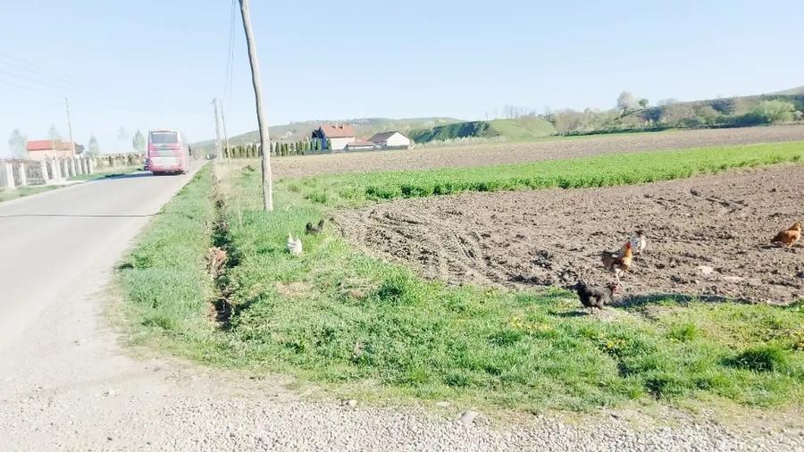 Teren de 10000 mp, în Blăgești