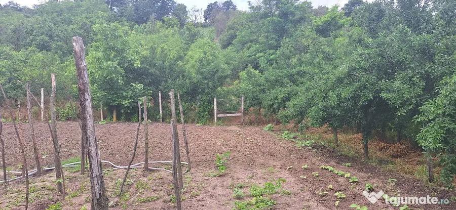 Casă cu 3 camere cu Teren 3400 Mp în Icoana