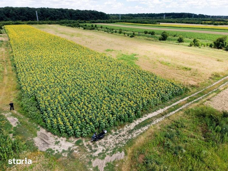 Teren Gulia Tartasesti, padurea Raioasa, investitie premium - 19