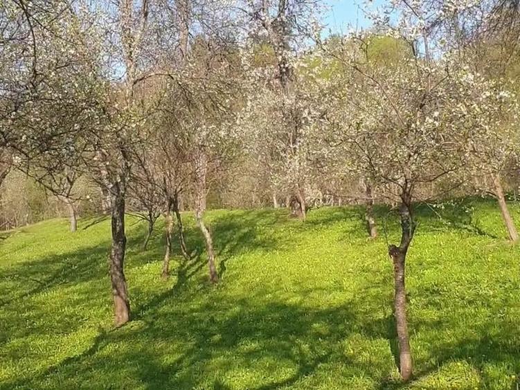 Casă individuală cu 2 camere cu Teren 4000 Mp în Arefu