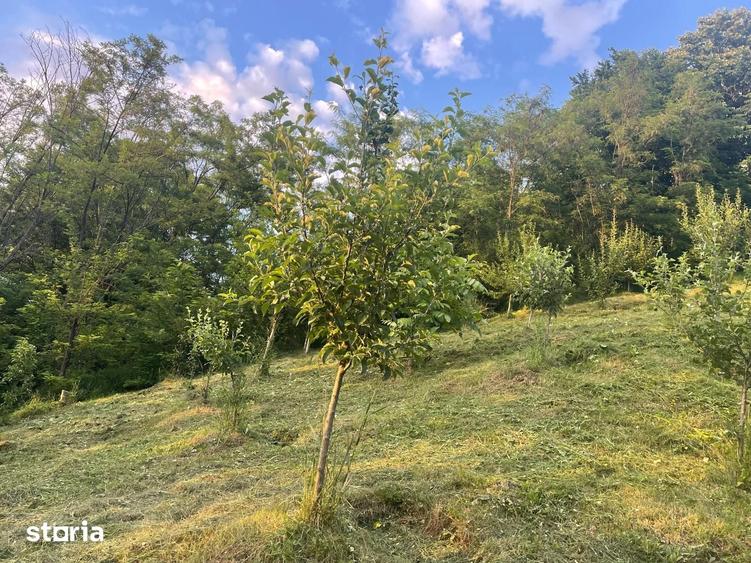 Casă cu 4 camere cu Teren 3000 Mp în Crihan
