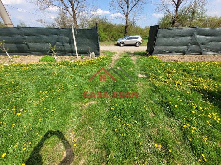 Teren extravilan in Baicoi 10.000mp plantatie mure --80.000e - 13