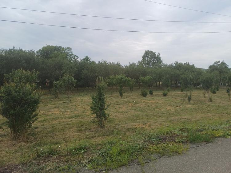 Teren de 1200 mp, în Borșa