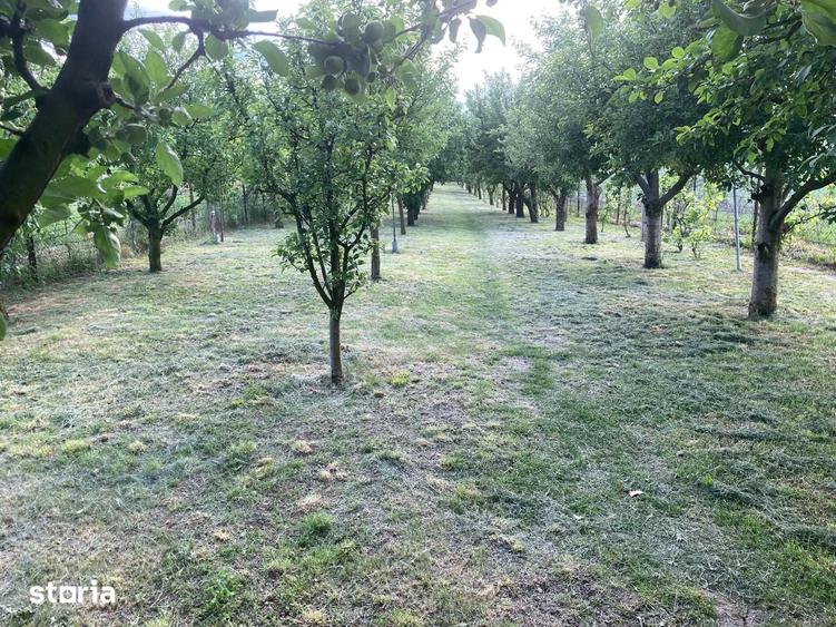 Teren 2.000 mp in Dezmir | Livada cu 100 pomi fructiferi | Fantana - 4