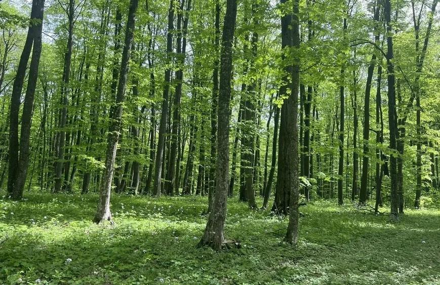 Teren extravilan de 7100 mp, în Bârnova