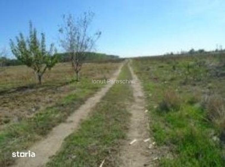 Teren Branceni, ID: R2942560