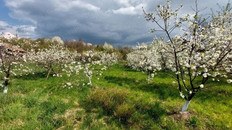 Teren de 5000 mp, în Pietroasa