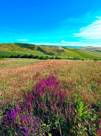 Teren agricol extravilan de 2900 mp, în Jucu