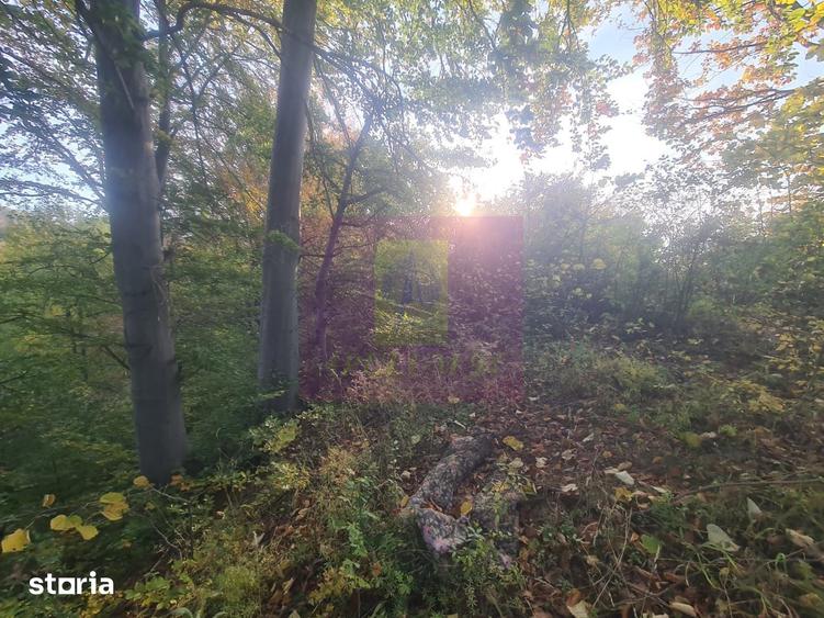Teren de 3092 mp, în Scorțeni