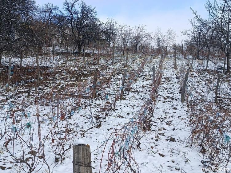 Teren de 2500 mp, în Dealu Cucului