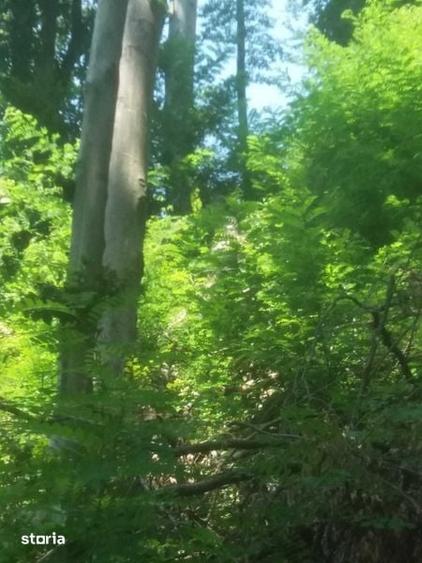 Teren de 157000 mp, în Poiana Lacului