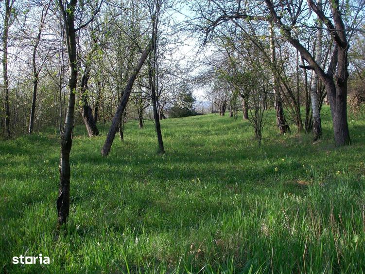 Teren de 14000 mp, în Mihai Viteazu