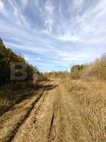 Teren Construcții intravilan de 5000 mp, în Băbana