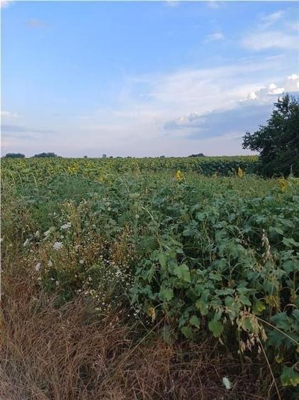 Teren agricol intravilan de 70000 mp, în Ferme