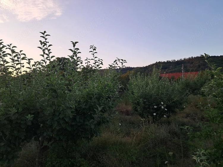 Teren de 1600 mp, în Șerbești