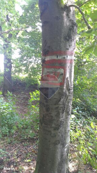 Teren de 100.9 mp, în Dărmănești