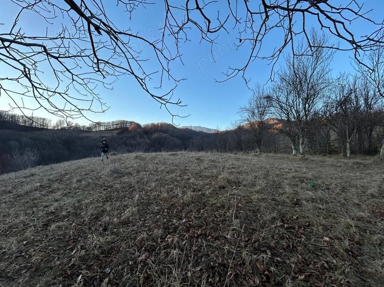 Teren de 4000 mp, în Gurguiata