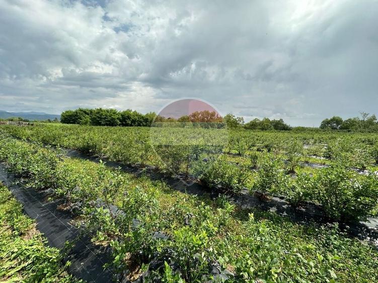 Teren agricol extravilan de 29656 mp, în Bozânta Mică
