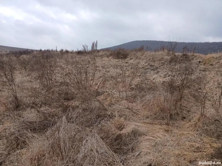 Vand teren intravilan Petrestii de Jos - 5