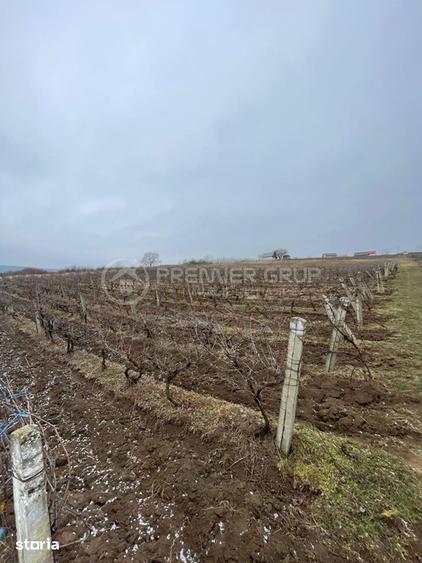 Teren intravilan pentru dezvoltare 4.209mp, Tomesti - 5