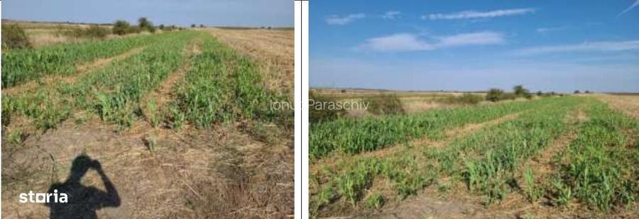 Teren extravilan Mavrodin, ID: R3505049