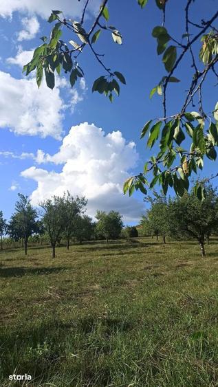 Teren de 12530 mp, în Panticeu