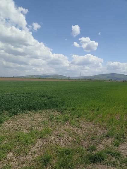 Teren agricol extravilan de 7300 mp, în Chichiș