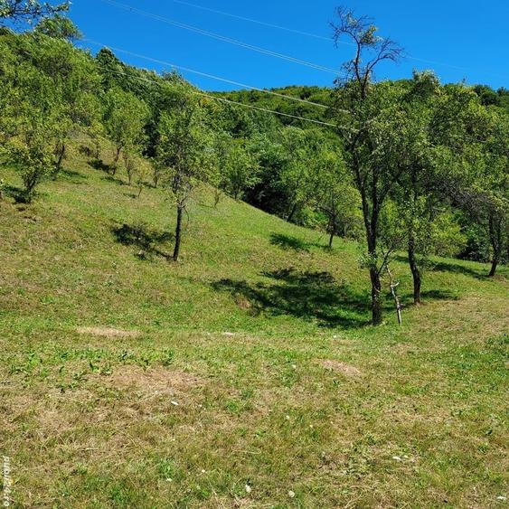 Teren de 3800 mp, în Arefu