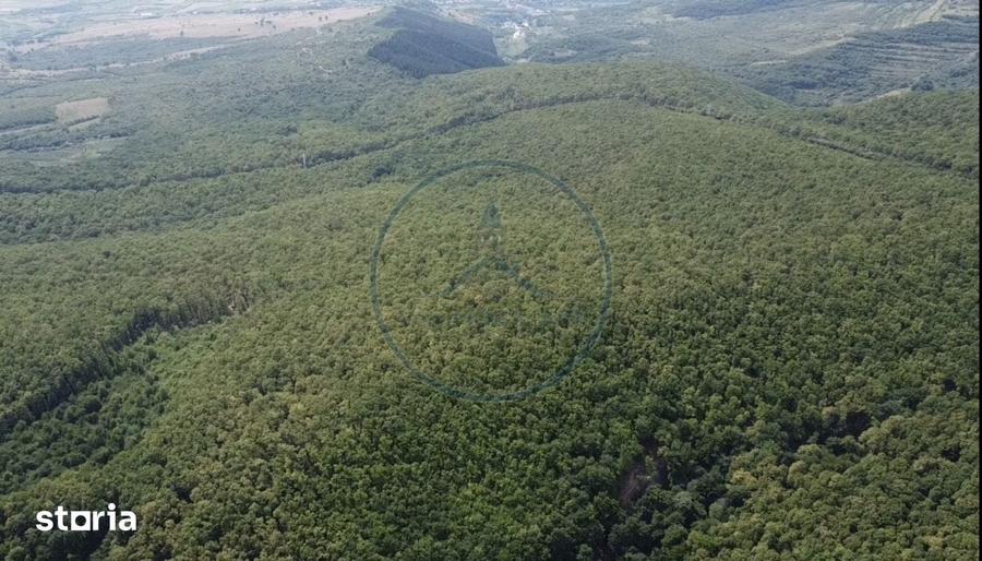 OPORTUNITATEA RARA DE INVESTI?IE- PADURE DE VANZARE 38,24 HA- MINT - 4