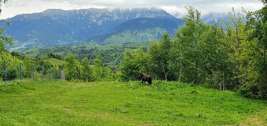 Teren de 2500 mp, în Peștera