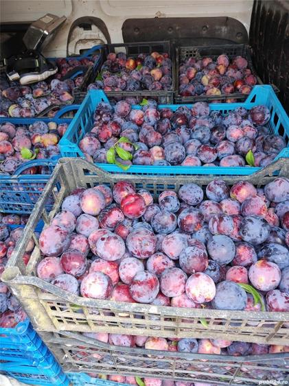 Livada pomi fructiferi situata in com virvoru de jos jude?ul Dolj - 6