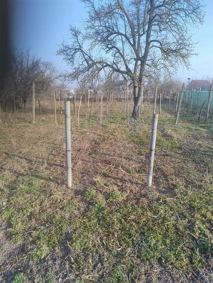 Casa de vanzare in Bivolari, jud. Ia?i 3 camere, teren 1168 mp - 3