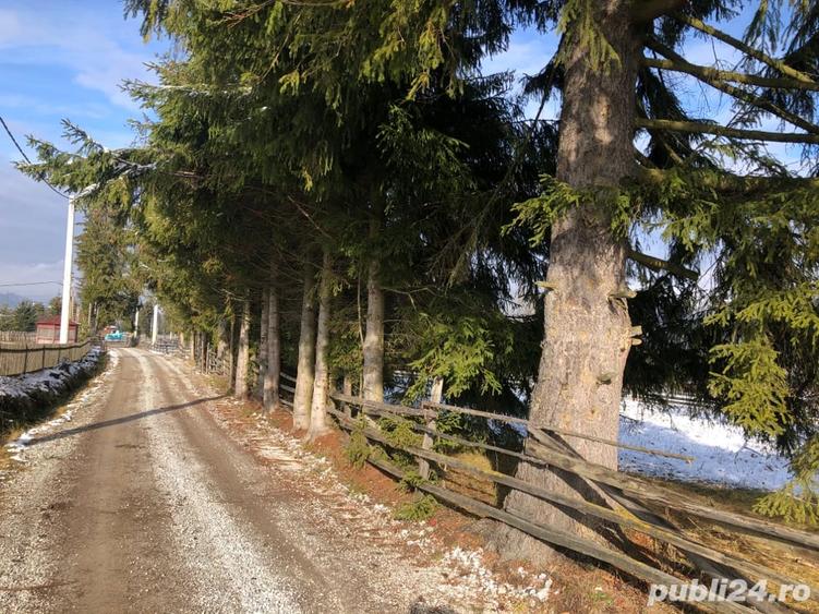 Teren de 6000 mp, în Panaci