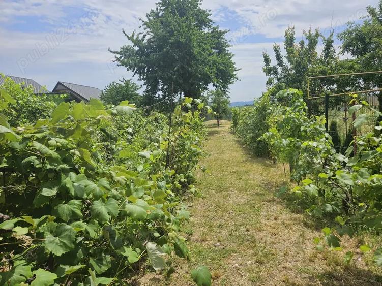 Teren de 455 mp, în Letea Veche