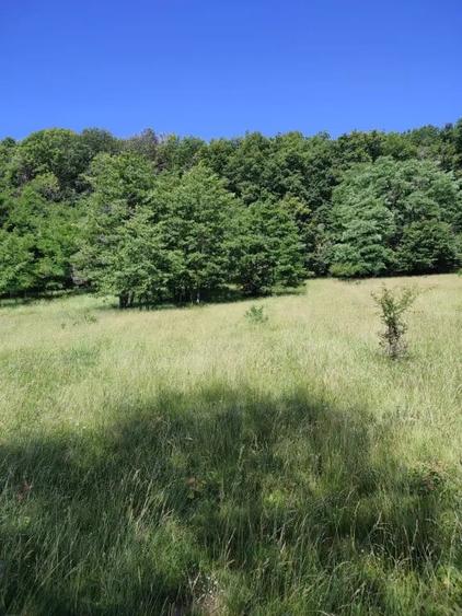 Teren extravilan Pietrosani, Arges - 3