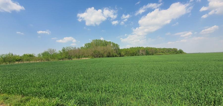 Teren agricol intravilan de 16872 mp, în Butimanu